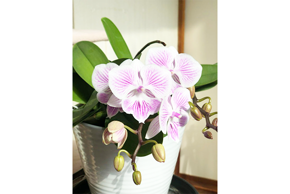 2024年2月24日　胡蝶蘭